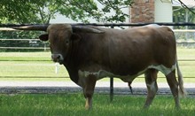 KK NESLEY CAVALON
